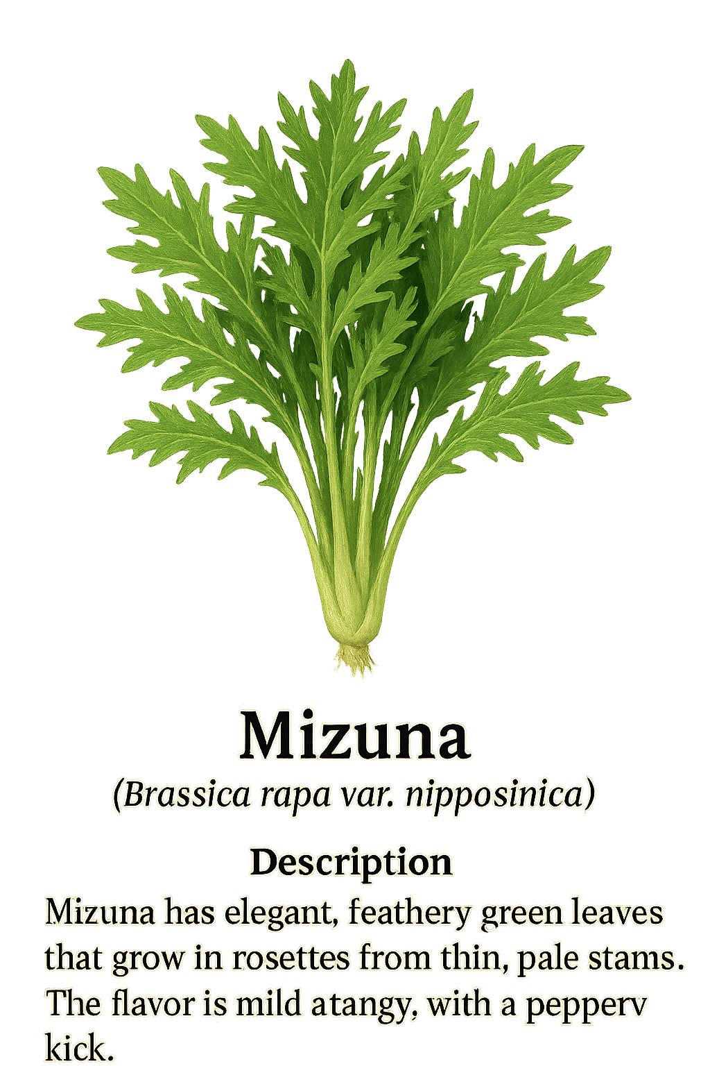 Mizuna botanical illustration
